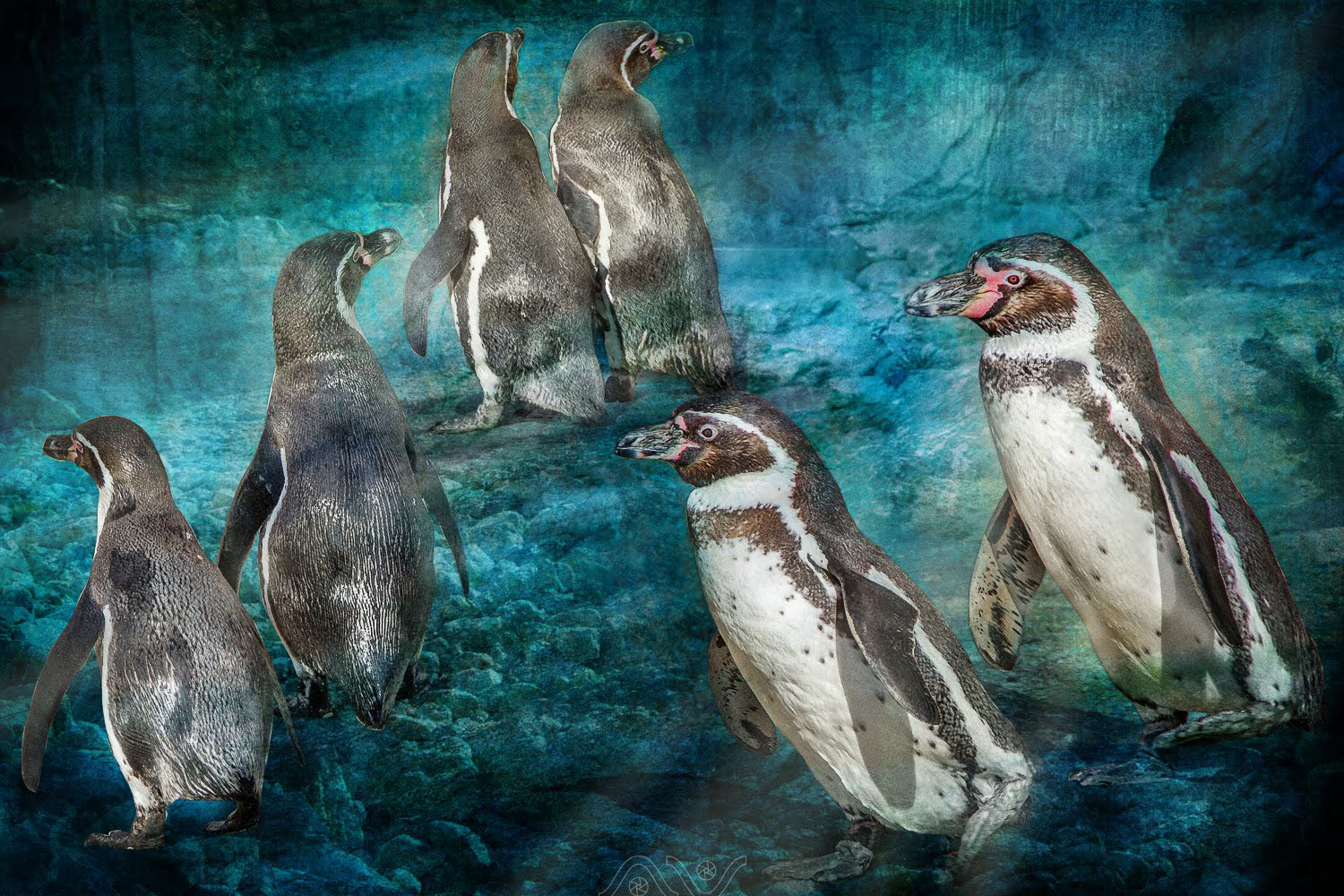 pinguin